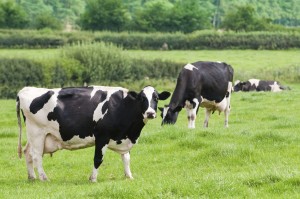 Grass-fed-Cows