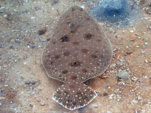 gulf-flounder
