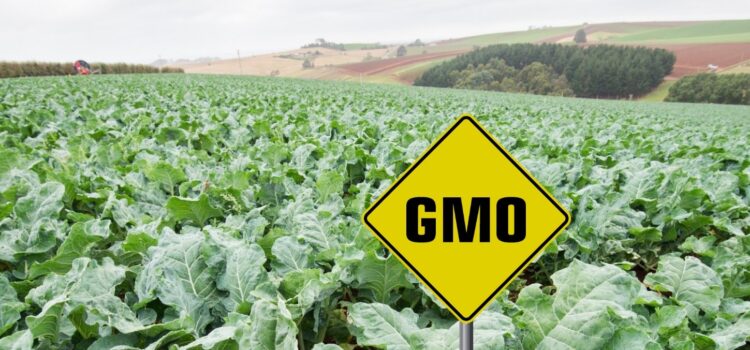 NSW to lift longstanding ban on GM crop