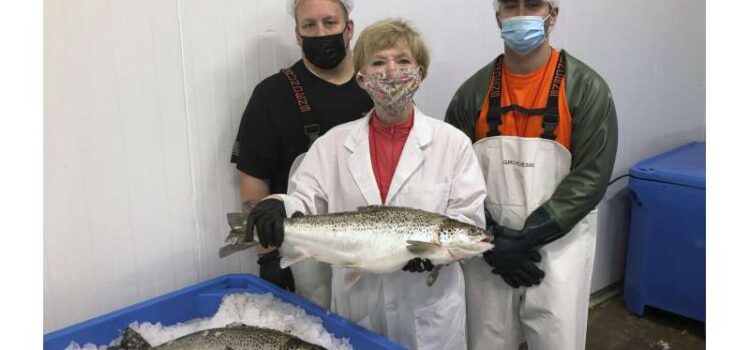 Genetically modified salmon head to US dinner plates