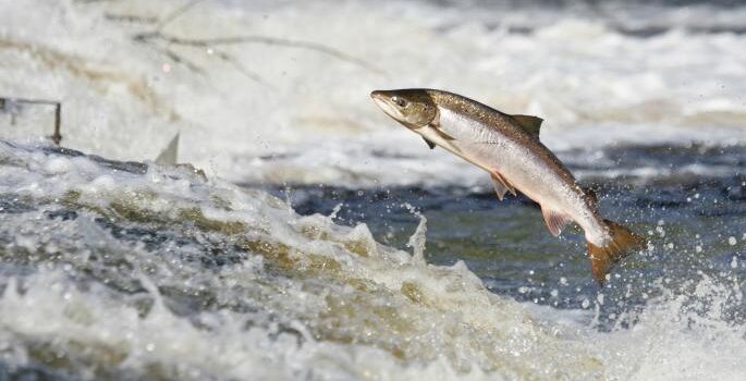 Wild salmon disease from fish farms