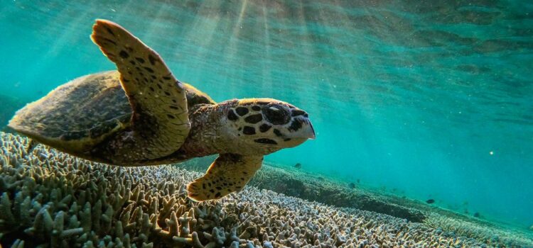 UNESCO had sought an immediate ‘in danger listing’ on Barrier reef